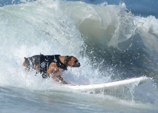 surf-dogs-wave-bre_2356047k
